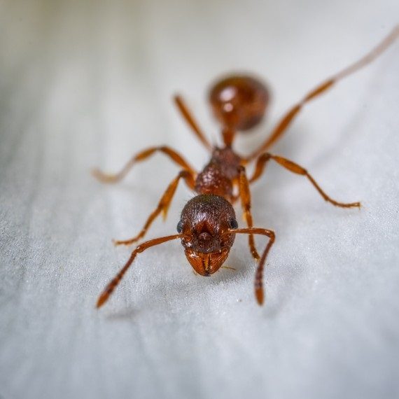 Field Ants, Pest Control in Forest Gate, Upton Park, E7. Call Now! 020 8166 9746