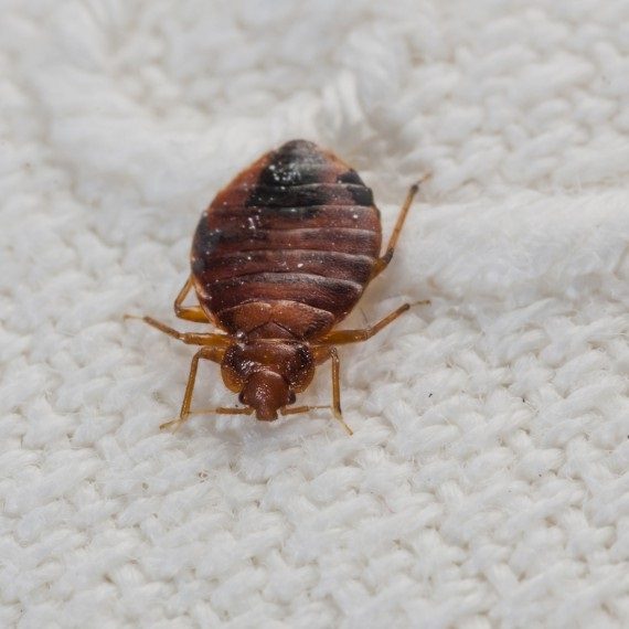 Bed Bugs, Pest Control in Forest Gate, Upton Park, E7. Call Now! 020 8166 9746