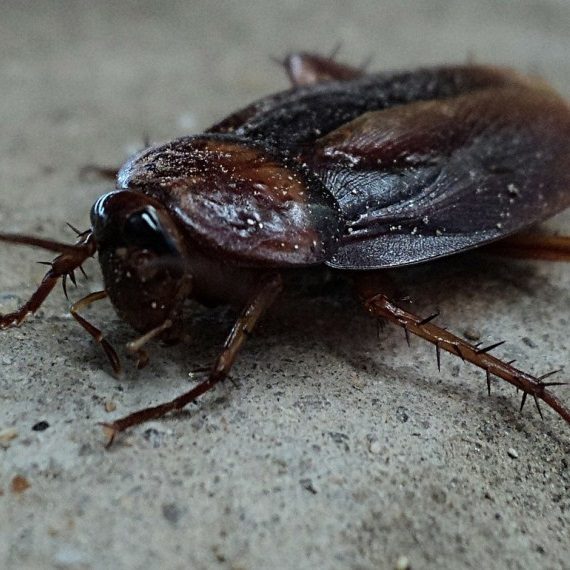 Cockroaches, Pest Control in Forest Gate, Upton Park, E7. Call Now! 020 8166 9746