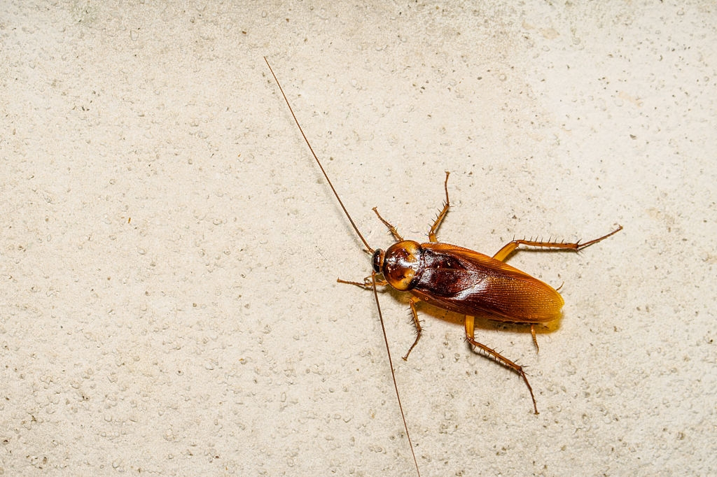 Cockroach Control, Pest Control in Forest Gate, Upton Park, E7. Call Now 020 8166 9746