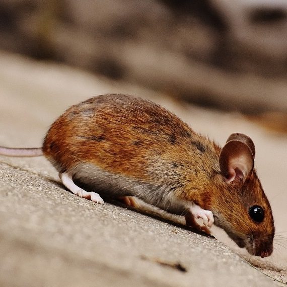Mice, Pest Control in Forest Gate, Upton Park, E7. Call Now! 020 8166 9746