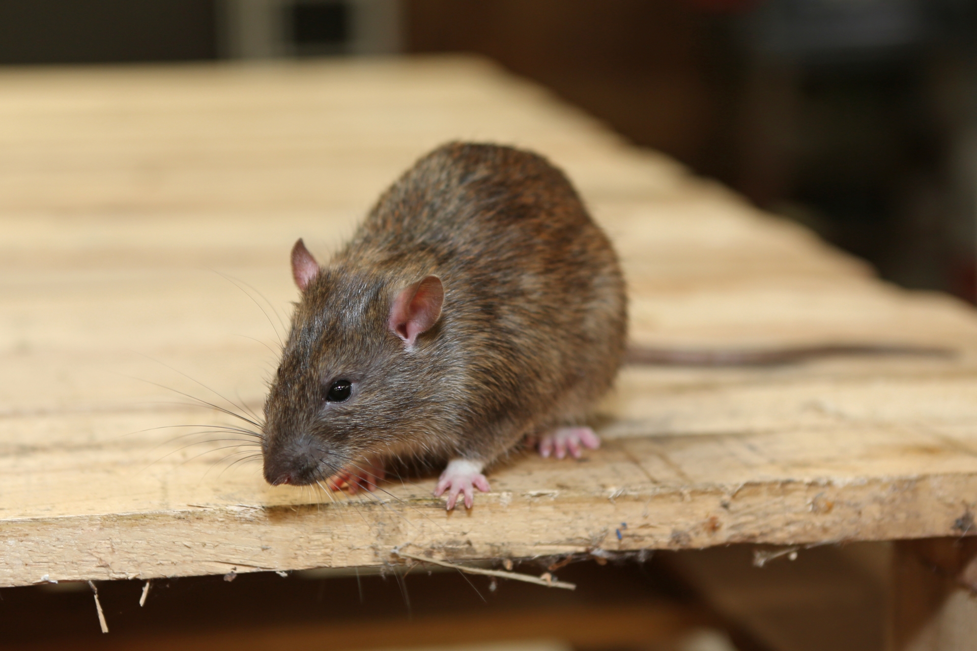 Rat Infestation, Pest Control in Forest Gate, Upton Park, E7. Call Now 020 8166 9746