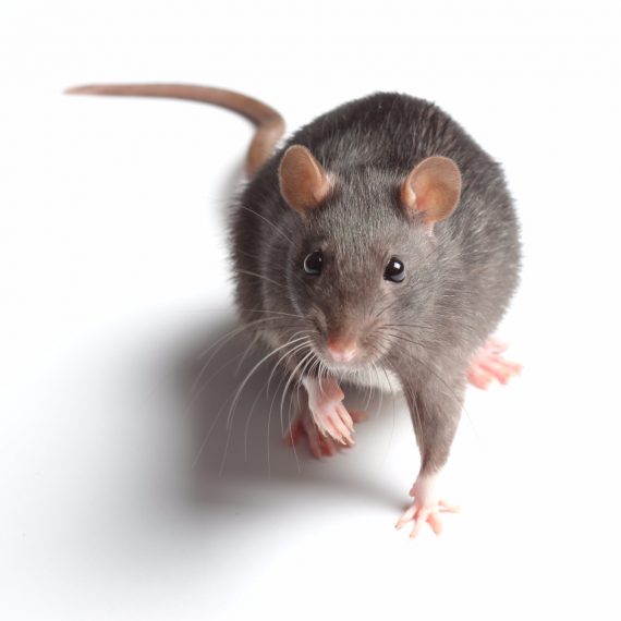 Rats, Pest Control in Forest Gate, Upton Park, E7. Call Now! 020 8166 9746