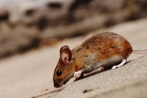 Mice Control, Pest Control in Forest Gate, Upton Park, E7. Call Now 020 8166 9746