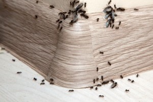 Ant Control, Pest Control in Forest Gate, Upton Park, E7. Call Now 020 8166 9746