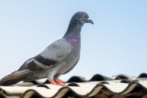 Pigeon Control, Pest Control in Forest Gate, Upton Park, E7. Call Now 020 8166 9746