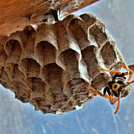 Wasps Nest, Pest Control in Forest Gate, Upton Park, E7. Call Now! 020 8166 9746